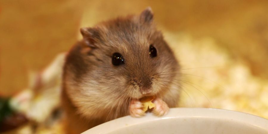 Hamster tendieren zu in unseren Augen seltsamen Fressgewohnheiten.