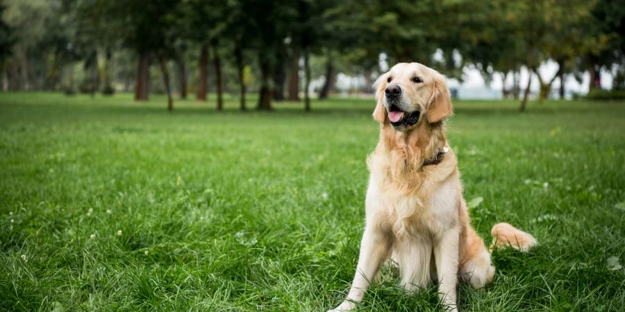 Hund Golden Retriever