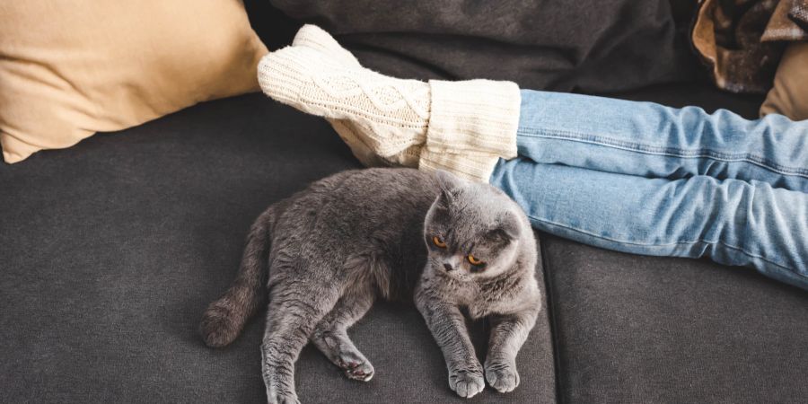 Katze auf Sofa neben Menschen