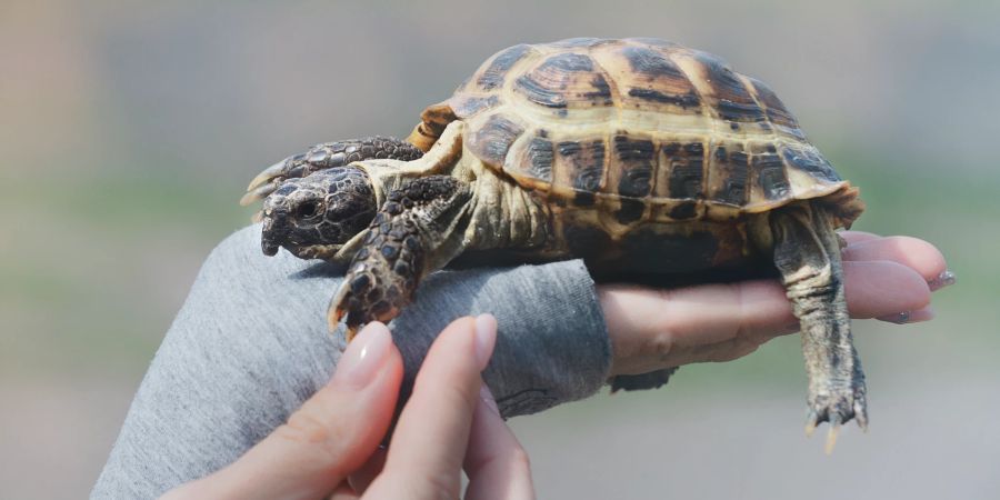 Bereits Berührungen reichen aus, damit Schildkröten ihre Besitzer erkennen.