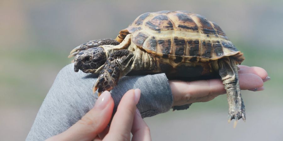 Schildkröte