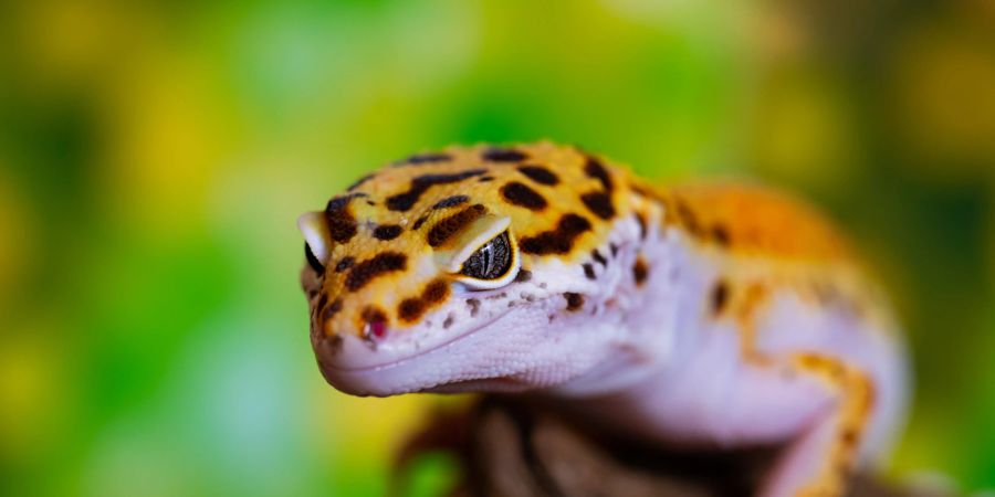 Der Leopardgecko ist ein unkompliziertes Haustier.