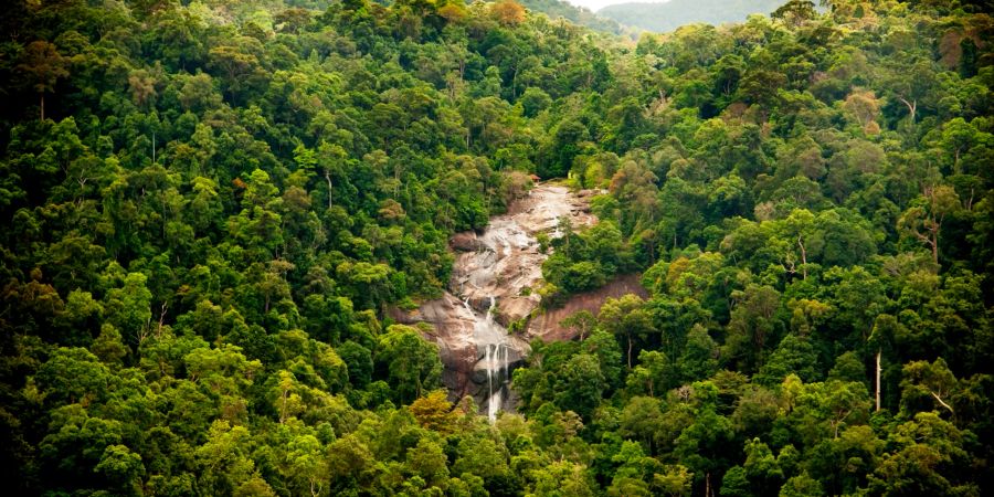 Wasserfall der durch den Dschungel fliesst.