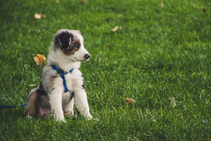Hunde können von Welpengruppen sehr profitieren. Hund