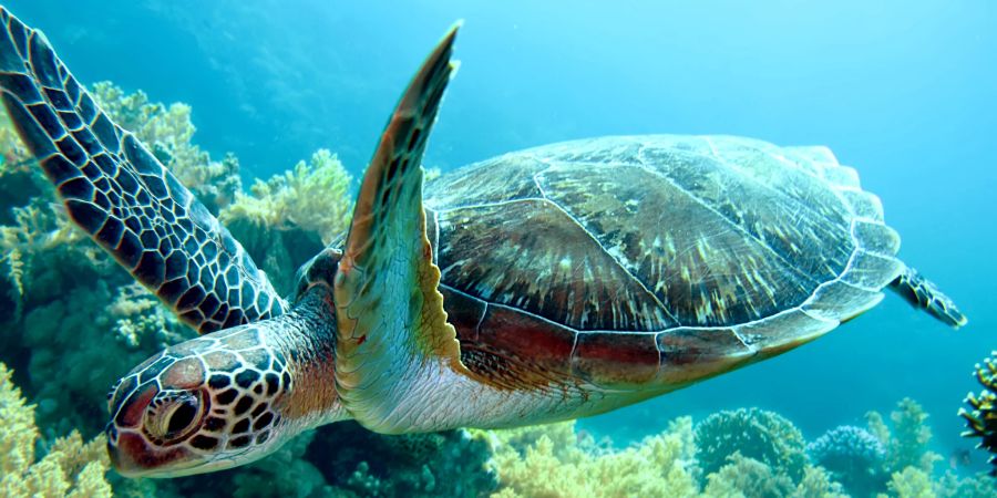 Wasserschildkröten legen jährlich bis zu 16'000 Kilometer zurück.