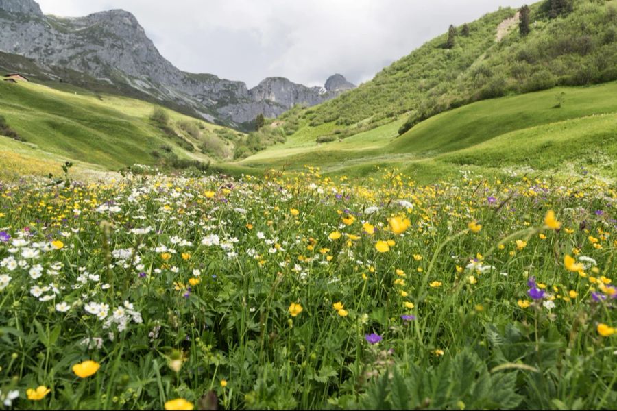 Die von der Post verschickte Saatgut-Konfetti-Mischung enthalte bis zu 23 unterschiedliche, ausschliesslich heimische Wildpflanzenarten. (Symbolbild)