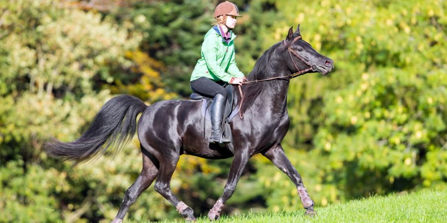 Frau mit Pferd im Gelände