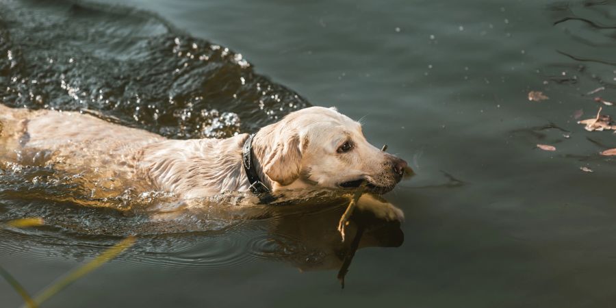 Hund Schwimmen