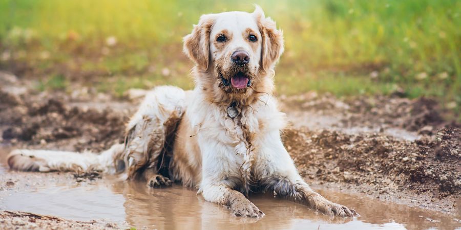 Hund Regen Matsch