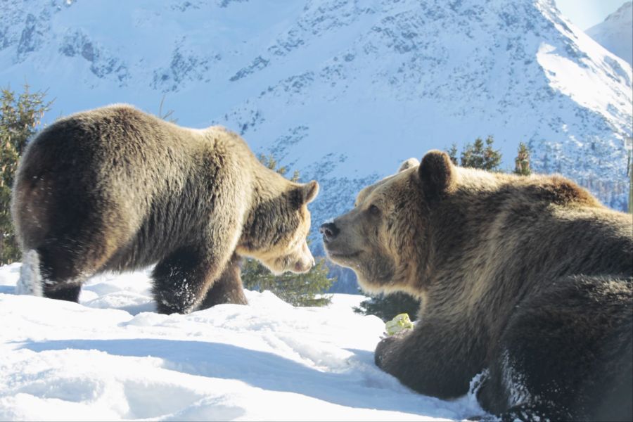 Amelia (l.) und Meimo (r.) werden sich bald in die Winterruhe begeben.