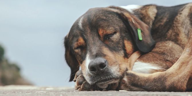 Hund auf Strasse Tierschutz