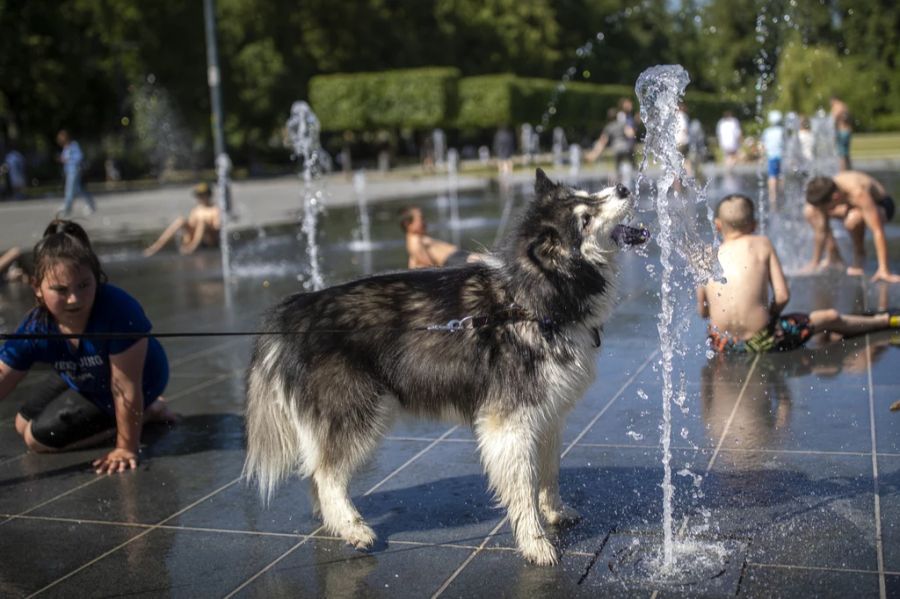 Auch Tiere brauchen bei über 30 Grad eine Erfrischung.