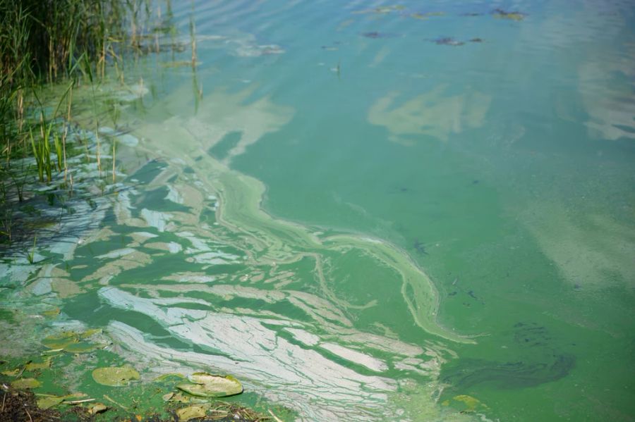 Blaualgen im Gartower See (D)