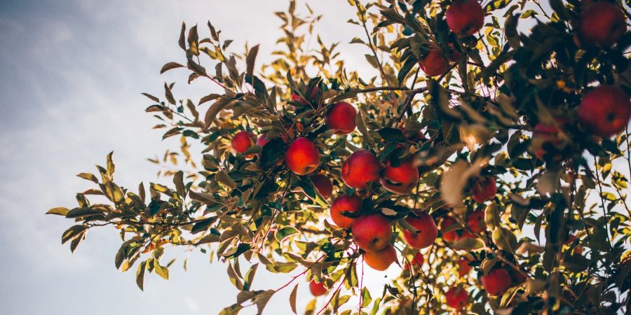 Klimawandel Äpfel Obstbauern Schweiz