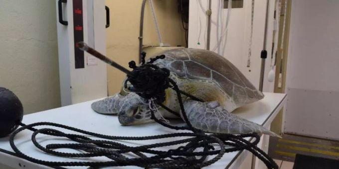 Mit einem Speer im Hals und verwickelt in eine Fangschnur: Meeresschildkröte «Splinter» in der Tierklinik «The Turtle Hospital». Foto: The Turtle Hospital Schildkröte