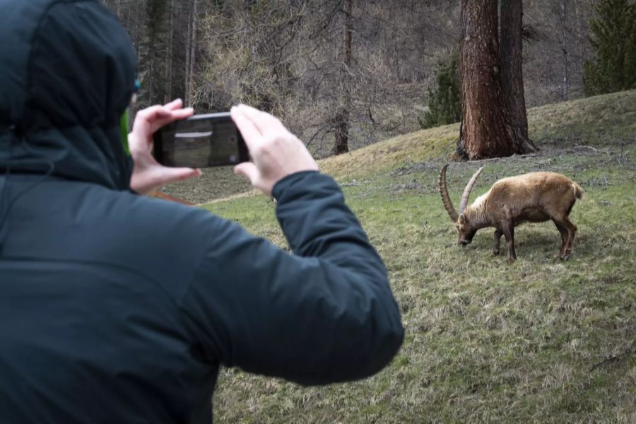 Einen Steinbock aus nächster Nähe fotografieren, diese Gelegenheit bietet sich nicht oft.