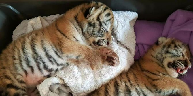 Tigerbabies in Wohnung entdeckt