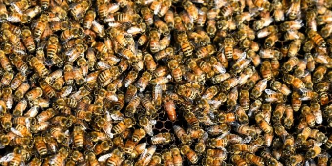 Bienen Bienen