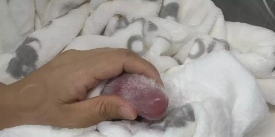 Eines der beiden neugeborenen Panda-Babys während der Erstversorgung im Zoo Berlin. Foto: Zoo Berlin/Zoologischer Garten Berlin