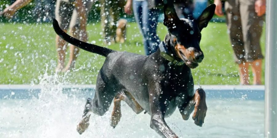 Ein Dobermann