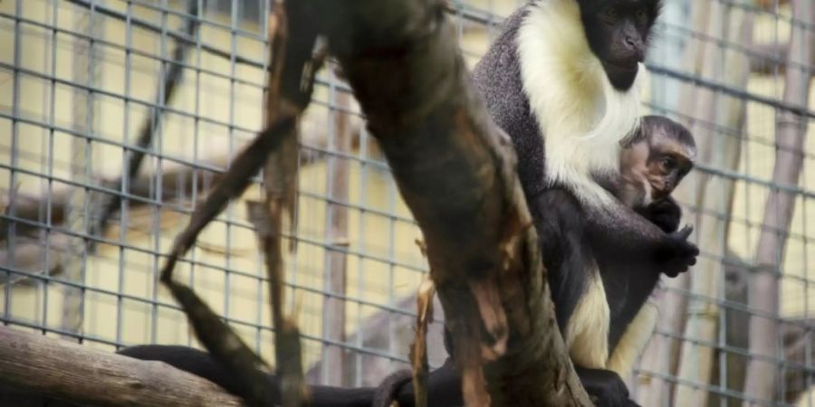Meerkatzen-Weibchen mit seinem Jungen