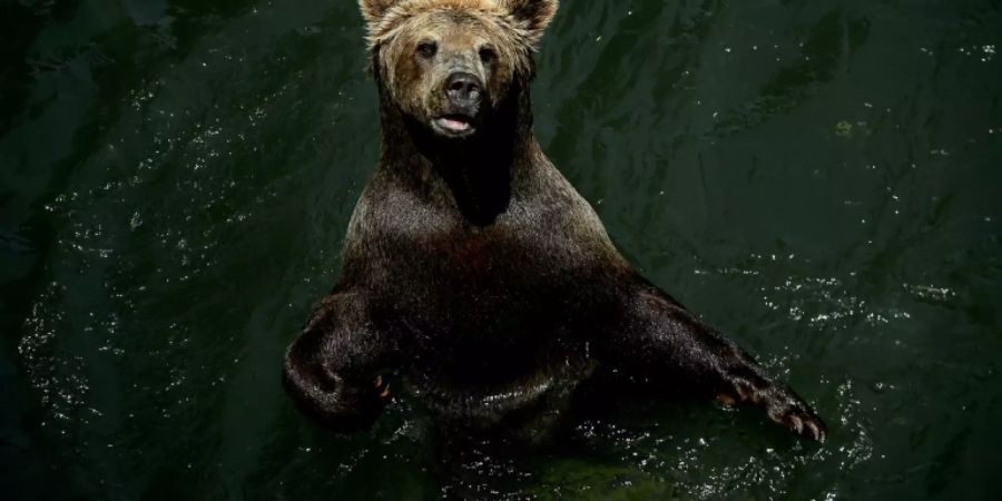 M49 Bär