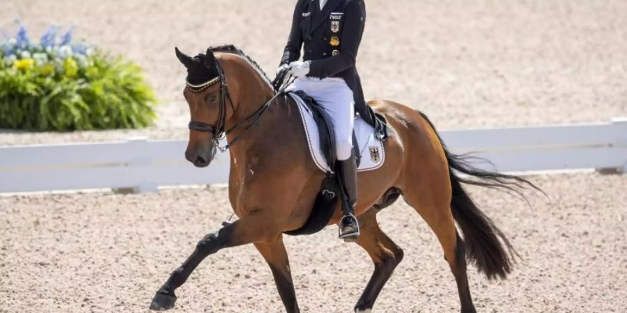 Das pferd von Sönke Rothenberger, Cosmo, leidet unter Kolik-Symptomen. Foto: Stefan Lafrentz