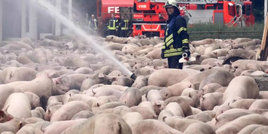Feuerwehrleute löschen den Brand in einer Schweinemastanlage. 2500 der 6000 Tiere in den Ställen sind verendet. Rund 80 Einsatzkräfte von neun Feuerwehren umliegender Ortschaften waren im Einsatz, die Flammen sind gegen Mittag unter Kontrolle gebracht worden. Foto: Bernd Wüstneck