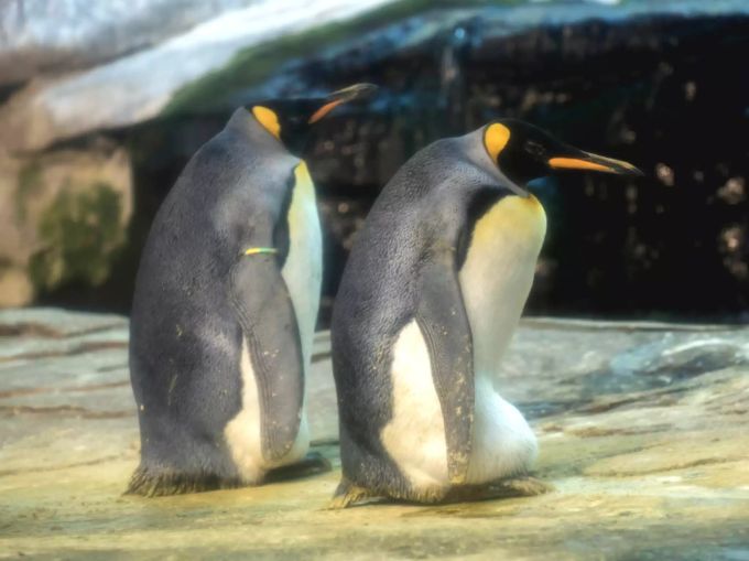 Trotz vorbildlicher Brut schlüpfte nichts aus Skipper und Pings Ei. Skipper Ping
