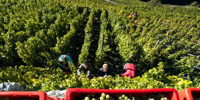 Weinlese im Wallis. wallis