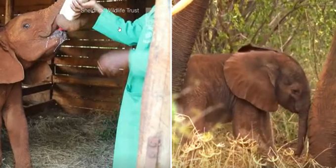 «Izzy» – so der Name des Babys der einst von Wildhütern geretteten Elefantin. Elefant Jöh Kalb Baby Menschen