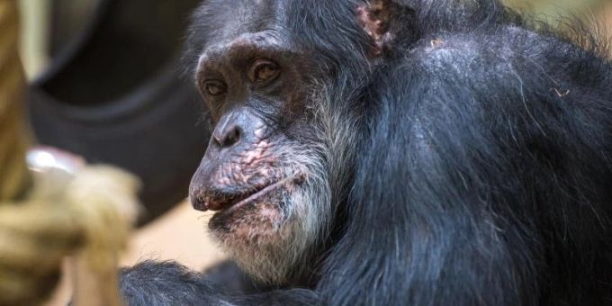 Schimpanse Jonny an seinem 60. Geburtstag im Affenhaus des Saarbrücker Zoos. Foto: Oliver Dietze/dpa Schimpanse Jonny an seinem 60. Geburtstag im Affenhaus des Saarbrücker Zoos. Foto: Oliver Dietze/dpa
