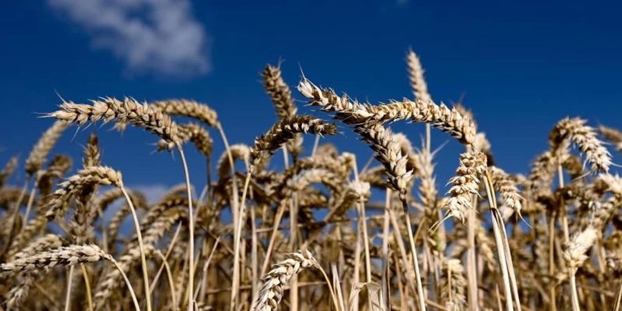 Erntereifer Weizen leuchtet auf einem Getreidefeld. Foto: Arne Dedert/dpa