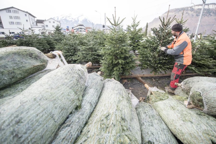 Weihnachtsbaum