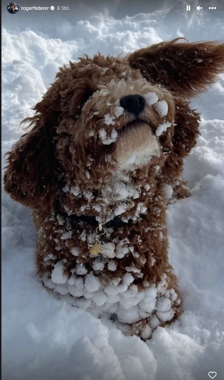 Der Tag im Schnee gefällt auch Hündchen Willow.