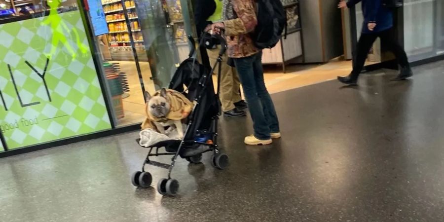 Einige Hunde werden im Kinderwagen herumkutschiert, wie hier in Bern ...