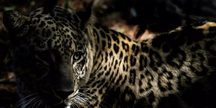 Persischer Leopard im Zoo von Lissabon