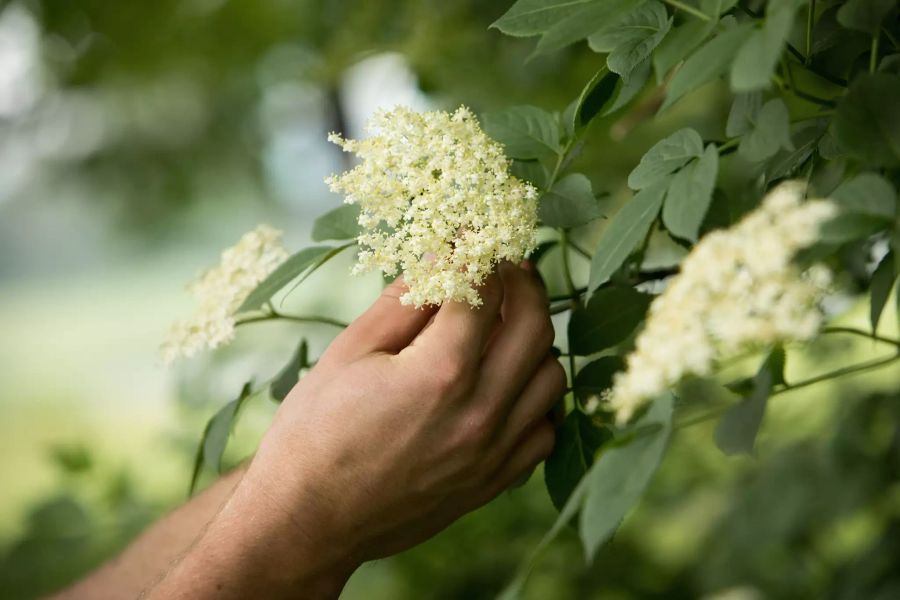 Holunderblüten