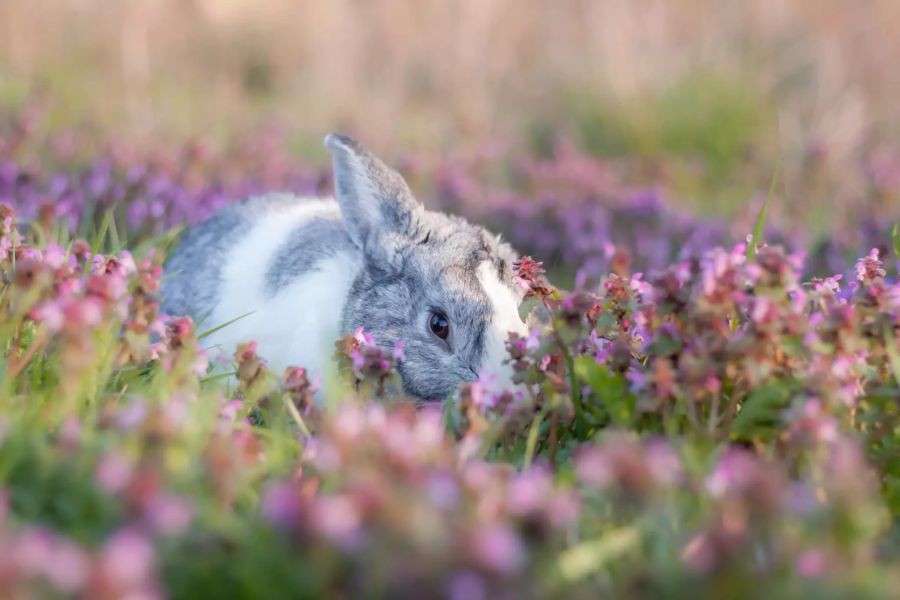 Kaninchen in Wiese