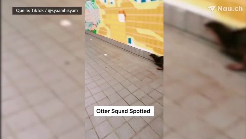 otter