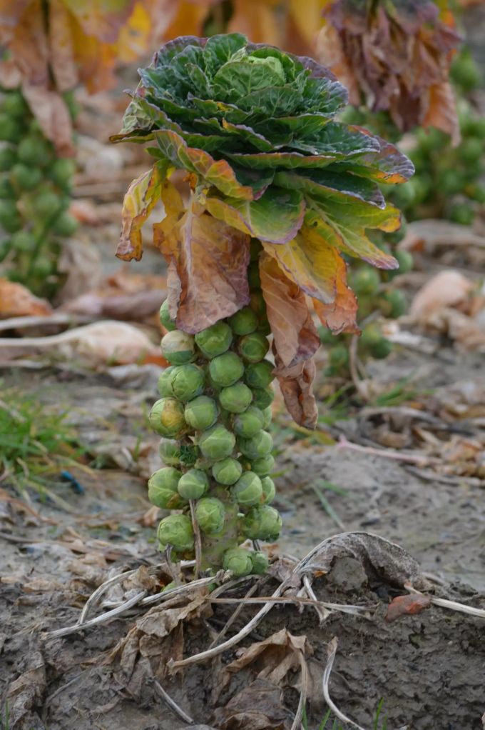 Hat der Rosenkohl vor der Ernte Winterfrost abbekommen, schmeckt das Gemüse süsser. Rosenkohl Staude