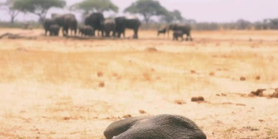 Der Kadaver eines toten Elefanten liegt im Hwange-Nationalpark. (Archivbild). Foto: AP/dpa