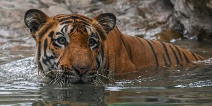 Indien zählte in diesem Jahr 126 tote Tiger. tiger