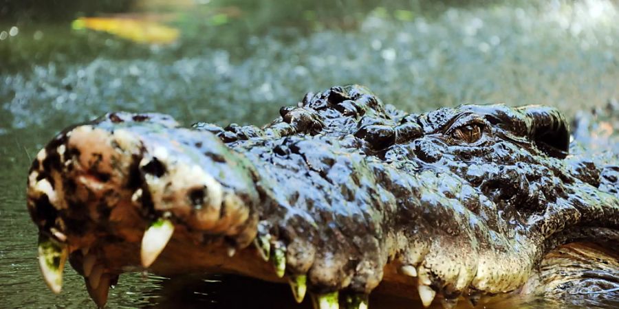 ARCHIV - Ein Salzwasserkrokodil sperrt in Cairns, Australien, sein mit Zähnen bewehrtes Maul auf. (Symbolbild) Foto: Brian Cassey/AAP/dpa