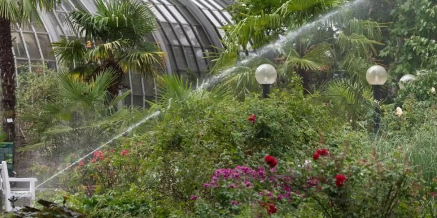 Die Pflanzen im Plamengarten werden mit Wasser versorgt. Während das öffentliche Grün im Sommer vor sich hin welkt, wässert der Palmengarten seine Pflanzenbestände ausgiebig. Foto: Boris Roessler