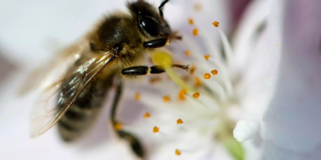 Bayerisches Volksbegehren «Rettet die Bienen» könnte ...