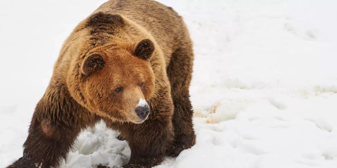 Der Braunbär Meimo im Bärenland Arosa am 18. Mai. Meimo