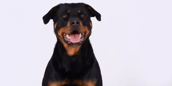 «Yodi» kann mehrere Erfolge verbuchen. Polizei Hund