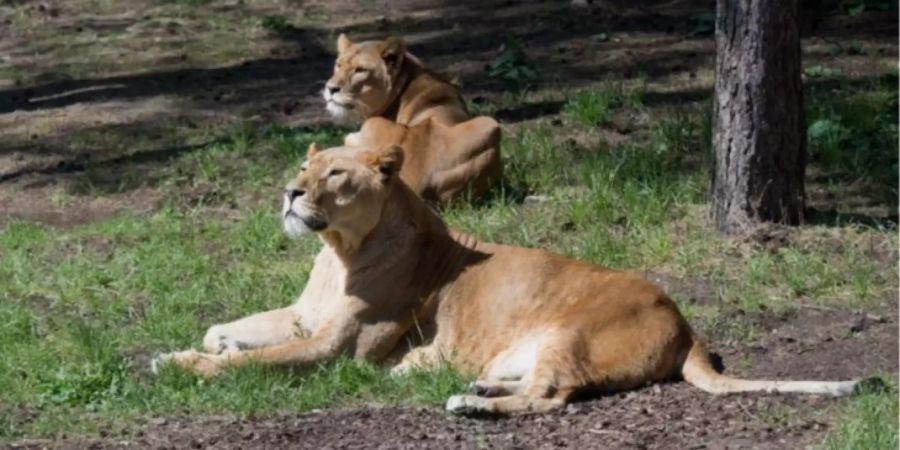 serengeti Park Hodenhagen