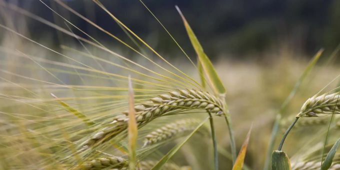Einheimische Zutaten - Schweizer Bier wird immer lokaler
